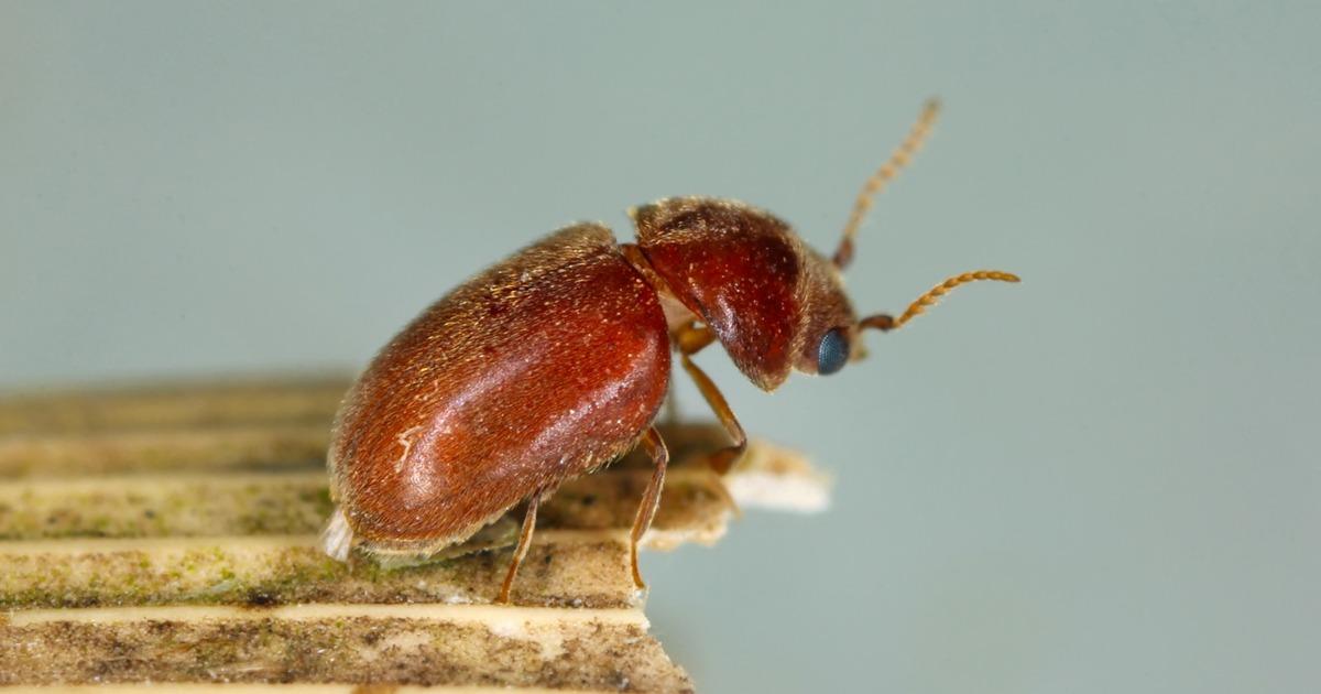 HARVEY'S Pest Control